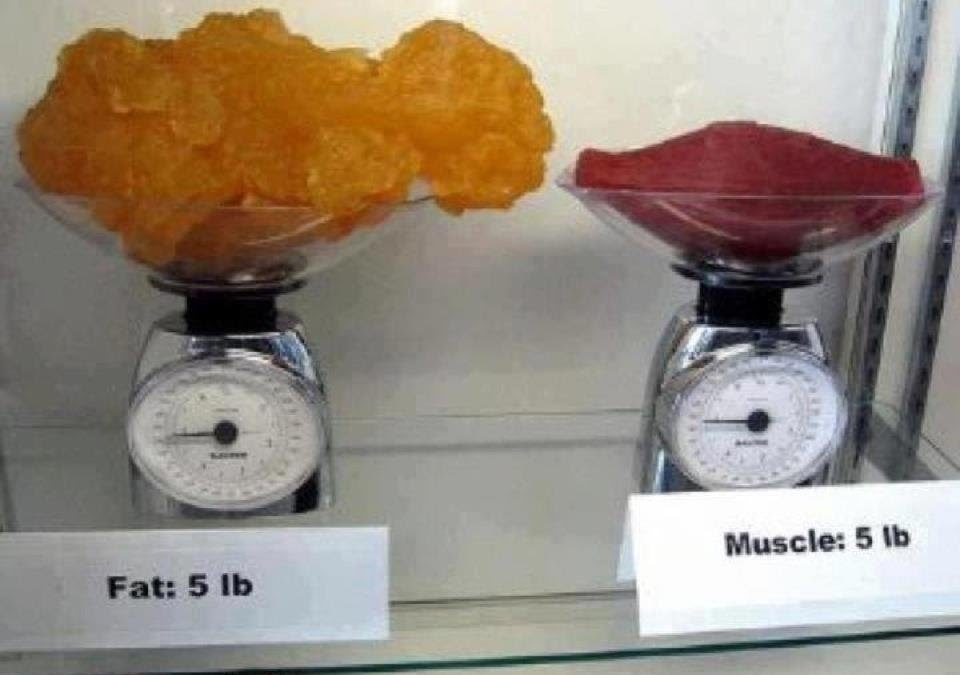 What Weighs More Muscle Or Fat?